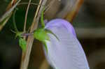 Butterflypea